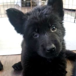 German Shepherd Puppies from Lux GSD