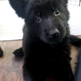German Shepherd Puppies from Lux GSD