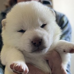 Girl 1 - Cream female Shiba Inu puppy in Nampa, Idaho from Hillsdale Shiba Inu