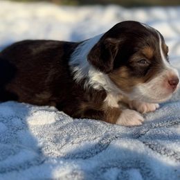 Aura - Red tri-color female Aussiedoodle puppy in Hempstead, Texas from Young Gun Aussies