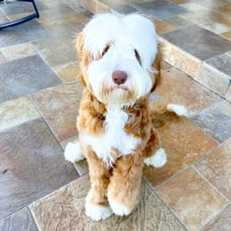 Riley - Australian Labradoodle