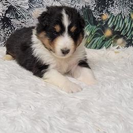 Nico - Black white and tan male Shetland Sheepdog puppy in Conway, Missouri from Brooks's little darlings