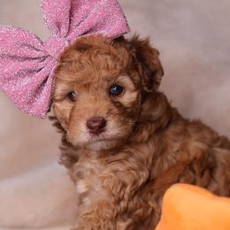 Amara - Merle female Goldendoodle puppy in Forney, Texas from Diamond Doodle Pups and Poodles