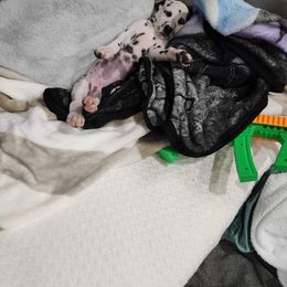 Girl 3 - White and black Dalmatian puppy in Richmond, Virginia from Darrfield
