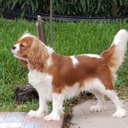 Cavalier King Charles Spaniel All Grown Up from Victory Spaniels