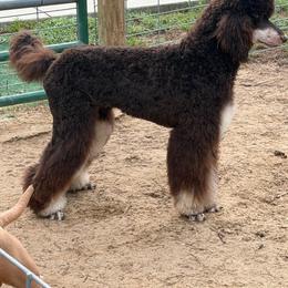 Bourbon - Phantom male Poodle puppy in Troy, Alabama from Redmond Rose Kennel