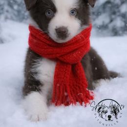 Zaychella - Red tri-color female Australian Shepherd puppy in Fultonville, New York from Sandy Aussies & Pomeranians