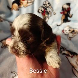 Bessie - Parti female Miniature Schnauzer puppy in Midland, Texas from Shebbies Puppy Palace