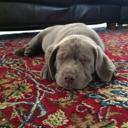 Labrador Retriever Puppies from KMC Gun Dogs