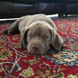 Labrador Retriever Puppies from KMC Gun Dogs