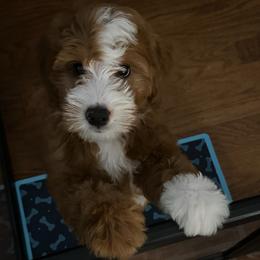 Bernedoodle Puppies from Palmetto Bernedoodles Boutique