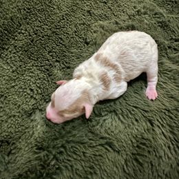 Sugar - Parti female Goldendoodle puppy in Livermore, Colorado from Heritage Hills Family Doodles