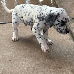Carl - White and black male Dalmatian puppy in Fort Cavasos, Texas from Mainstreet Dalmation