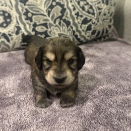 Odie - Cream Dachshund puppy in Texas from Ryan House Dachshunds