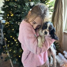Cavalier King Charles Spaniel and Cavapoo Puppies from Hattie’s Texas Cavapoos