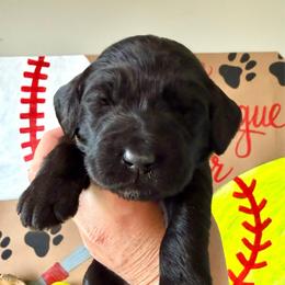 Finch - Black female Labradoodle puppy in Adams, Nebraska from Boxcar Doodles and Poodles