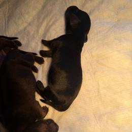 Fire - Wild boar male Dachshund puppy in London, Kentucky from Kentucky Bluegrass Wirehair Dachshunds