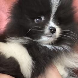 Teddi - Black parti male Pomeranian puppy in Ukiah, California from Puffball Poms
