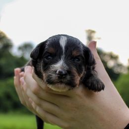 Salty - Black tri-color male Aussiedoodle puppy in Foxworth, Mississippi from Ten Mile Aussies