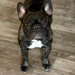 Lily - French Bulldog