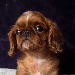 Charisma's Red Red Wine - Red male English Toy Spaniel puppy in Glenwood City, Wisconsin from NyaStar