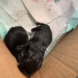 Miniature Schnauzer Puppies from Circle R Ranch