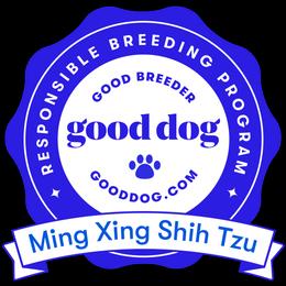 Shih Tzu Puppies from Ming Xing Shih Tzu
