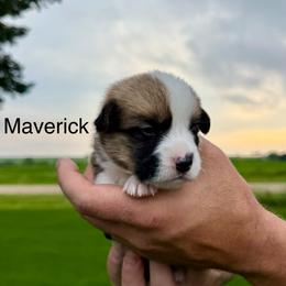 Boy 1 - Red male Pembroke Welsh Corgi puppy in Waverly, Iowa from Kindred Corgis