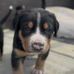 Teal girl - Black, white and red female Greater Swiss Mountain Dog puppy in Woodland, Washington from Woodland Swissie’s