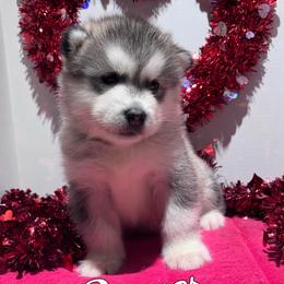 Donner - Gray and white female Alaskan Malamute puppy in Giddings, Texas from Strong Water Malamutes