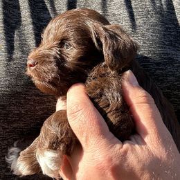Stewart - Liver male Miniature Schnauzer puppy in Frankford, Delaware from Miniature Schnauzers of Delmarva