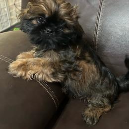 Espresso - Brindle female Shih Tzu puppy in Hickory, North Carolina from PAWSitive Breeders of the Carolinas