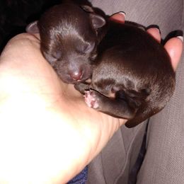 Havanese Puppies from Court Jester Havanese