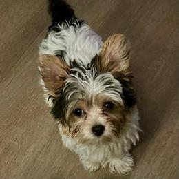 Poppy- click on pic for price - Chocolate and tan female Yorkshire Terrier puppy in Kingston, Oklahoma from Lake Life
