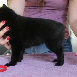 Red - Lune - Black female Schipperke puppy in Vancouver, Washington from Curtin Creek Schipperkes