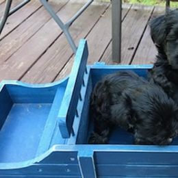 Miniature Schnauzers from Tabatha Hovey's Miniature Schnauzers