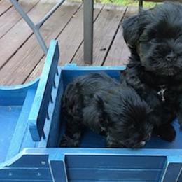 Miniature Schnauzers from Tabatha Hovey's Miniature Schnauzers
