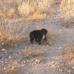 Oreo - Black and white female Aussiedoodle puppy in Apache Junction, Arizona from Loving Doodle