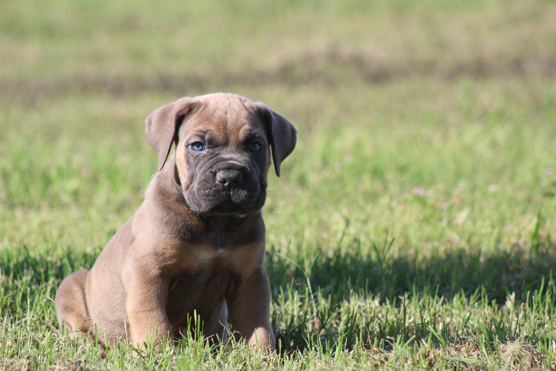Cane Corso puppy sitting in the grass 
