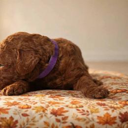 Boy 5 - Red  male Poodle puppy in Mc Henry, Illinois from Sunset Maple Poodles