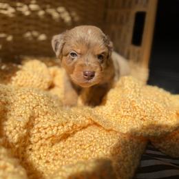 Sundance - Red merle male Miniature Australian Shepherd puppy in Ellendale, North Dakota from Ark Acres Kennels