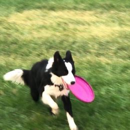 Border Collie All Grown Up from Julio's Border Collies