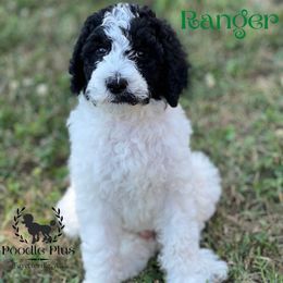 Poodle Puppies from Poodle Plus