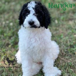Poodle Puppies from Poodle Plus