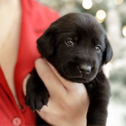 Twizzler - Black female Labrador Retriever puppy in Allons, Tennessee from UC Labradors LLC