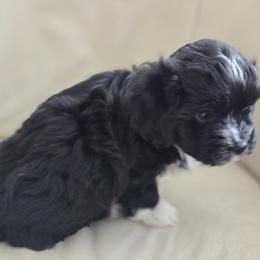 Havanese Puppies from Sandia