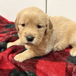 Prancer - Golden female Golden Retriever puppy in Seville, Ohio from Retriever Ranch