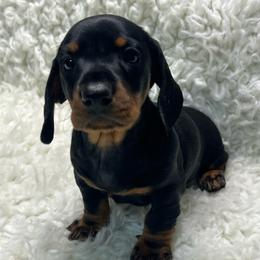 Gus - Black and tan male Dachshund puppy in Council Hill, Oklahoma from Rocky Springs Ranch