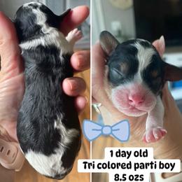 Boy 1 - Tri-color male Cavapoo puppy in Mc Connellsburg, Pennsylvania from Mumma’s Standard Poodles