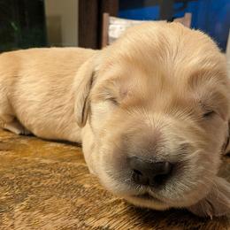 Blue - Light golden male Golden Retriever puppy in Madison, Ohio from Heckmans English Cream Golden Retrievers